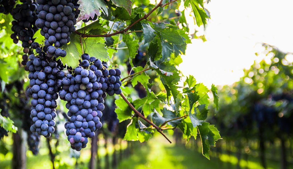 Bordeaux wijnglazen druivensoorten