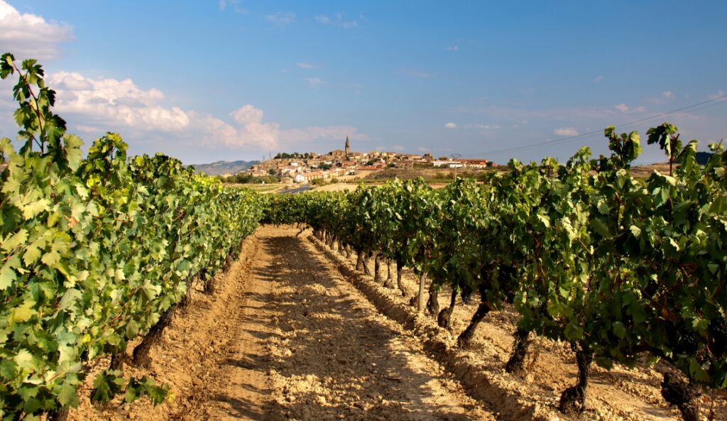 Wijnen uit Spanje Rioja